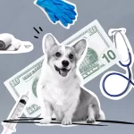 What-to-Consider-When-Buying-a-Pet-Insurance-Policy