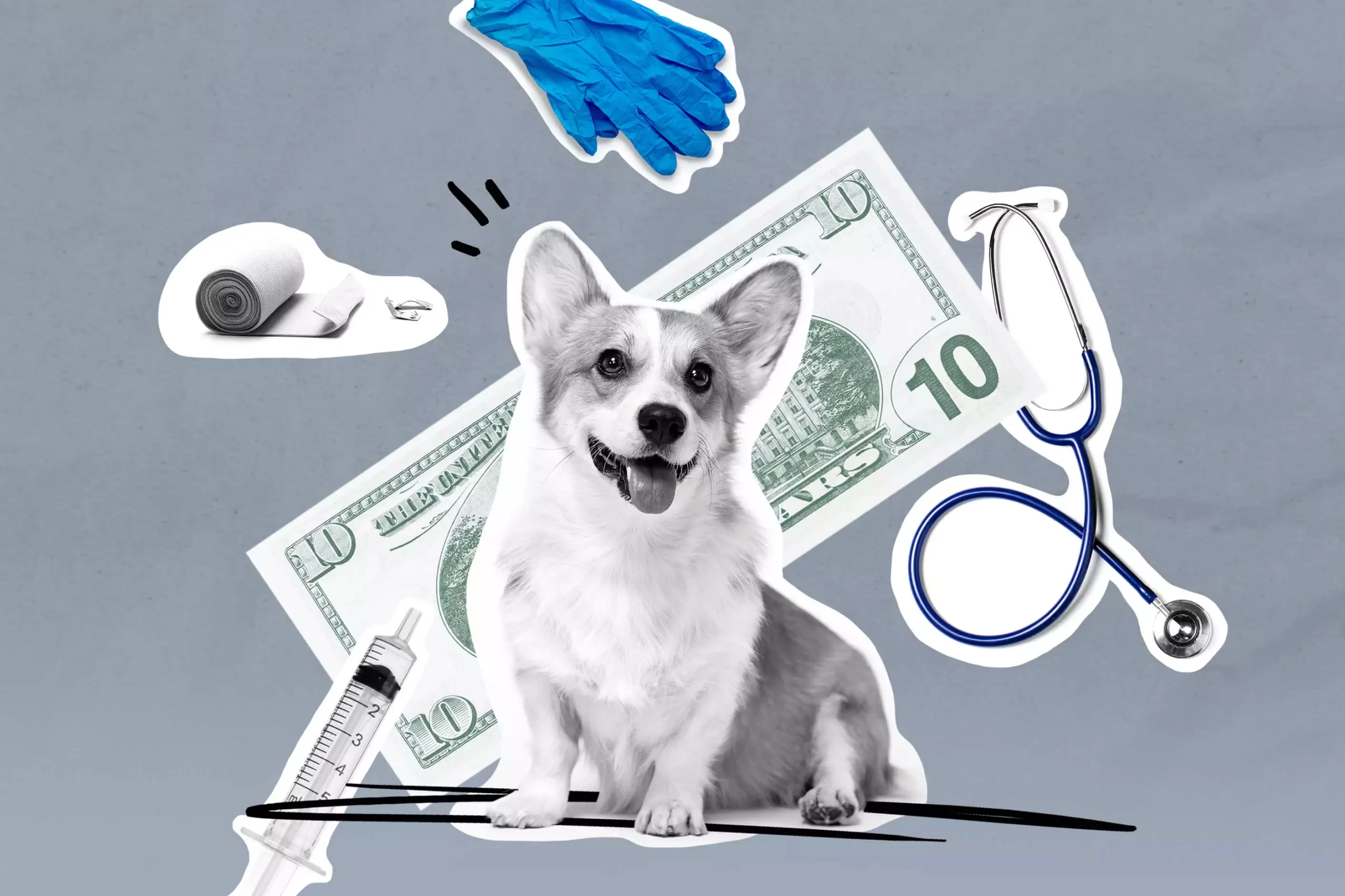 What-to-Consider-When-Buying-a-Pet-Insurance-Policy