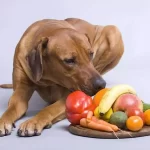 Are-Bacon-and-Ham-Bad-for-Dogs
