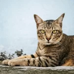 Everything-You-Need-to-Know-About-Cat-Behavior