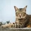 Everything You Need to Know About Cat Behavior