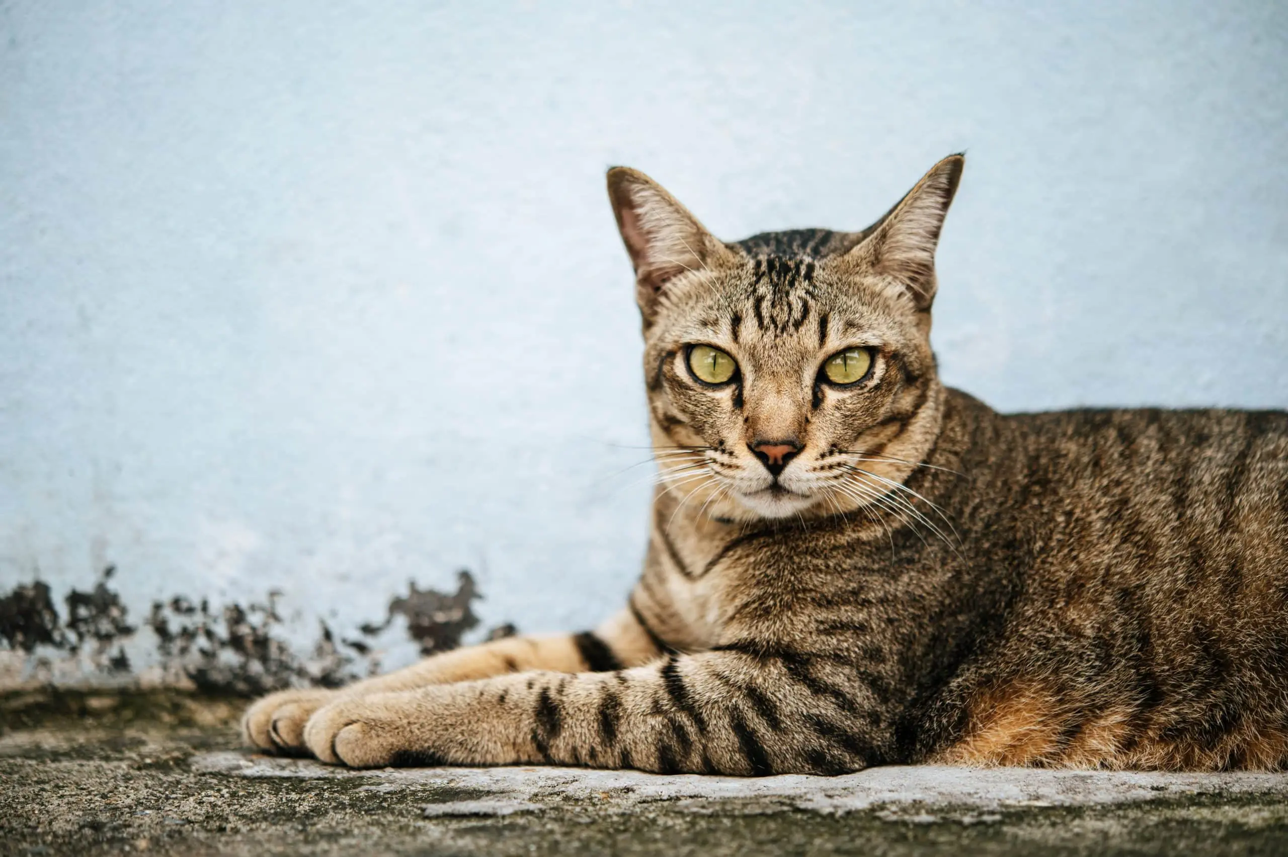 Everything-You-Need-to-Know-About-Cat-Behavior