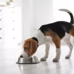What-Can-I-Feed-My-Dog-Instead-Of-Dog-Food