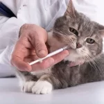 How-Do-I-Give-Oral-Medicine-to-My-Cat