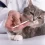 How Do I Give Oral Medicine to My Cat?
