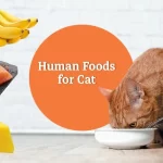 Human-Foods-Cats-Can-Also-Eat
