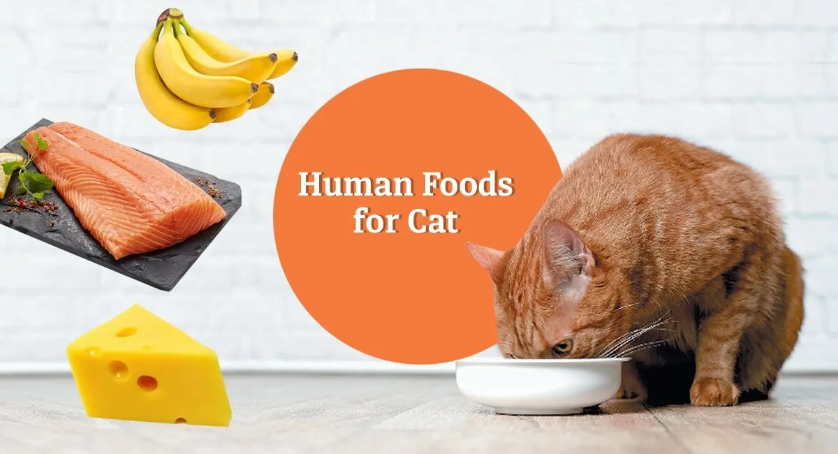 Human-Foods-Cats-Can-Also-Eat