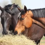 What-Can-Horses-Eat-How-to-Keep-Them-Healthy
