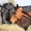 What Can Horses Eat? How to Keep Them Healthy?