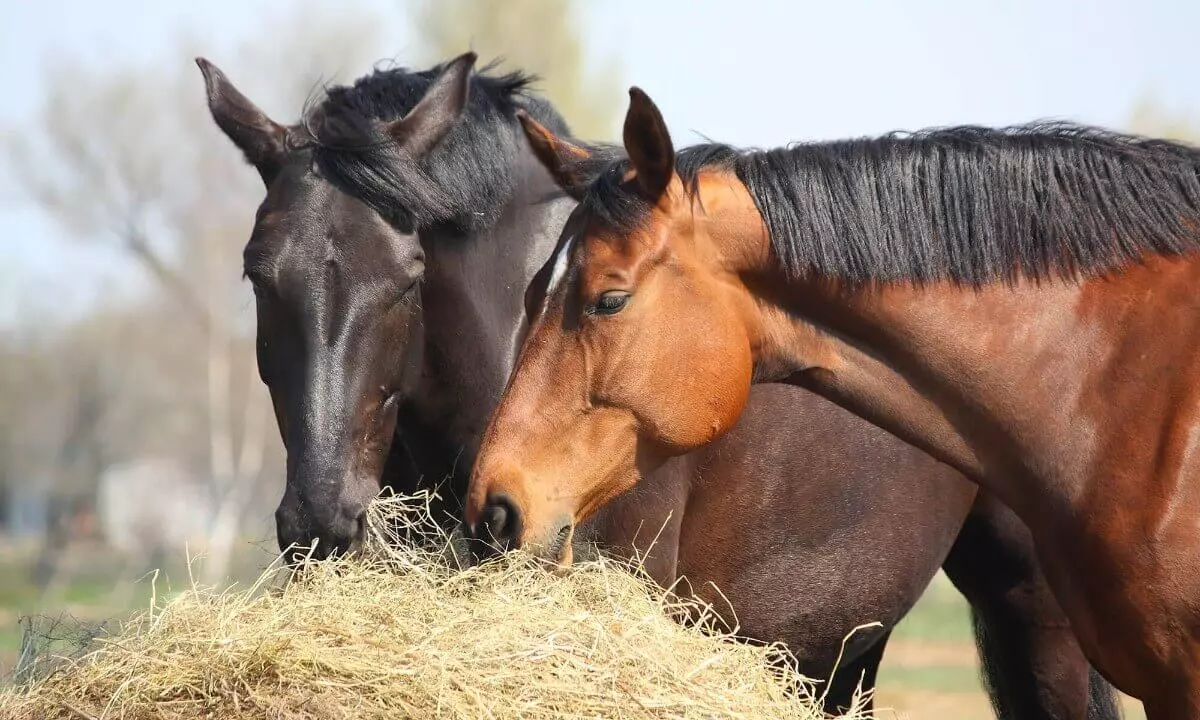 What-Can-Horses-Eat-How-to-Keep-Them-Healthy