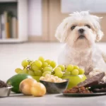What-Fruits-are-Bad-for-Dogs
