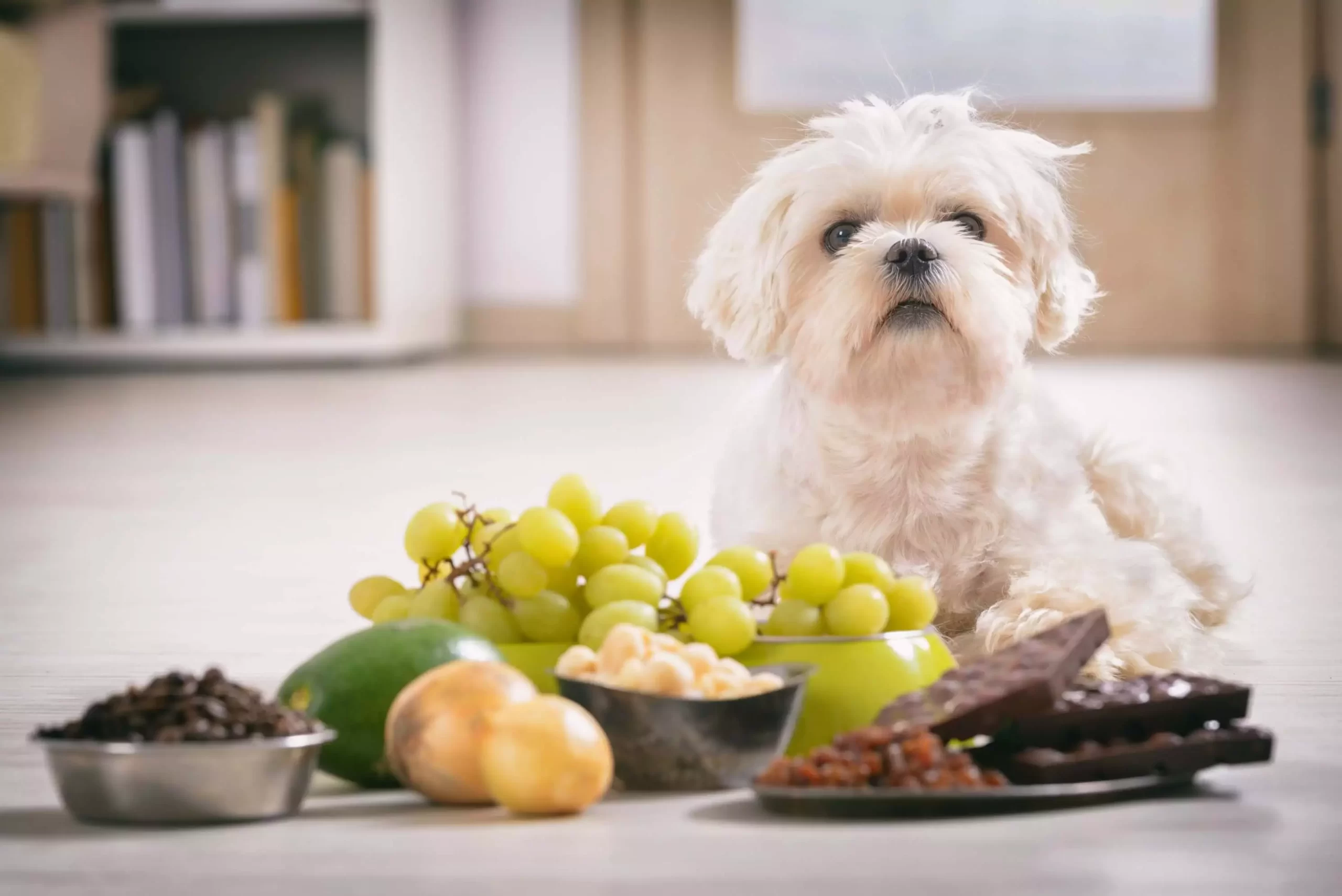 What-Fruits-are-Bad-for-Dogs