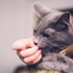 Why-My-Cat-Licks-Me-and-Then-Bites-Me