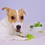 Fruits-and-Vegetables-that-are-Safe-for-Your-Dogs