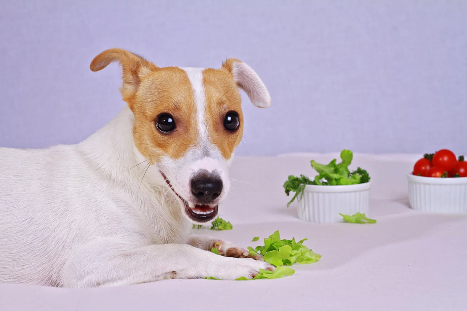 Fruits-and-Vegetables-that-are-Safe-for-Your-Dogs