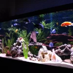 Top-3-Best-Fish-Species-for-Your-Aquarium