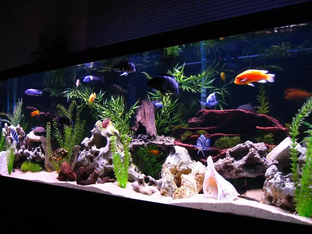 Top-3-Best-Fish-Species-for-Your-Aquarium