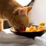 People-Foods-that-are-Safe-for-Your-Cat
