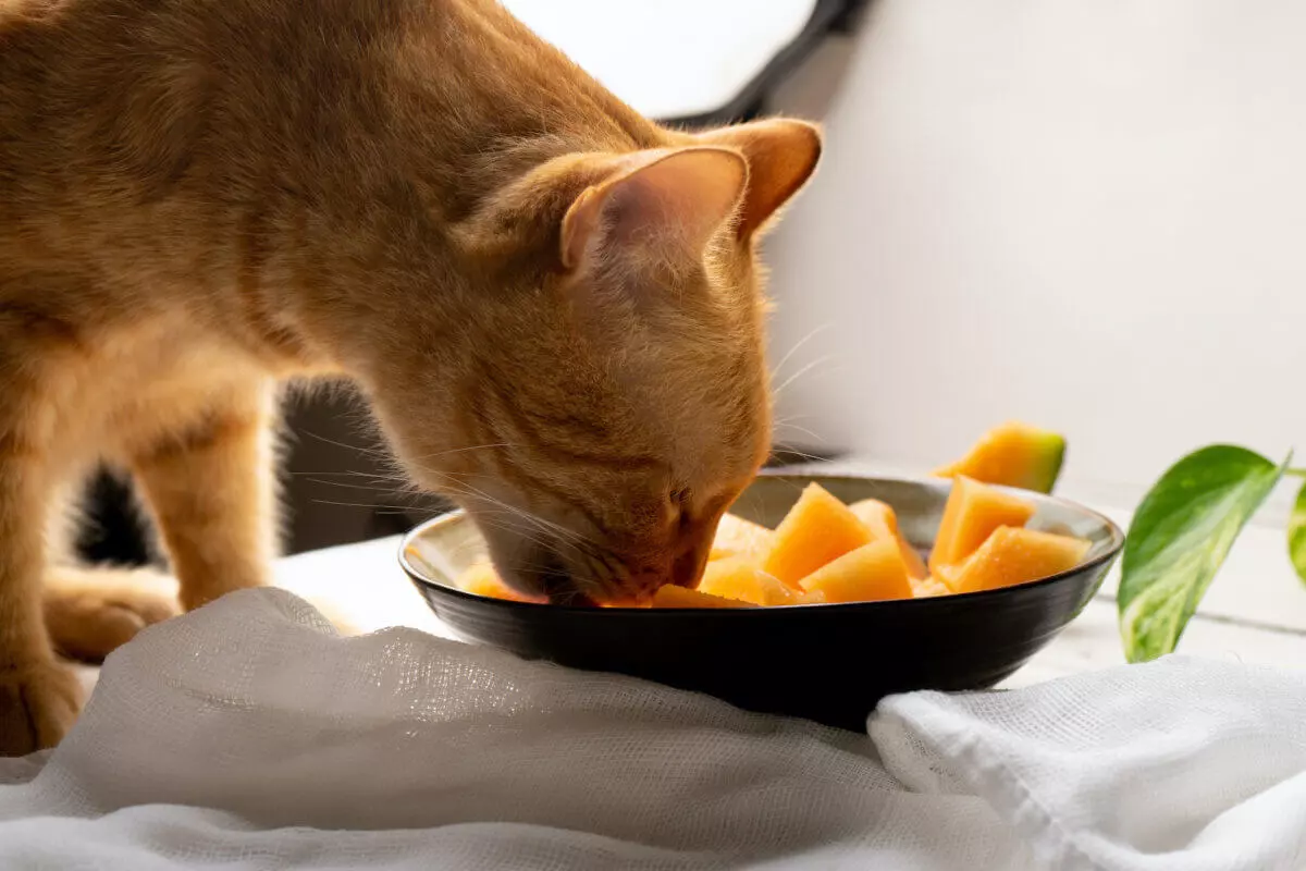 People-Foods-that-are-Safe-for-Your-Cat