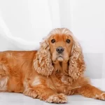 Worried-About-Your-Dog’s-Health-Avoid-These-Foods