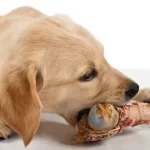Own-a-Pet-Never-Feed-These-Foods-to-Your-Pet