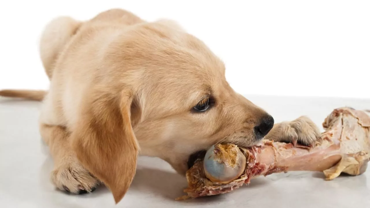 Own-a-Pet-Never-Feed-These-Foods-to-Your-Pet