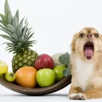 What-Kind-of-Fruit-Can-Dogs-Eat