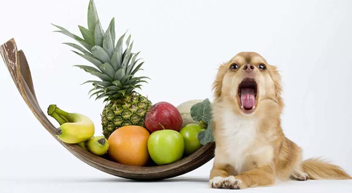 What-Kind-of-Fruit-Can-Dogs-Eat