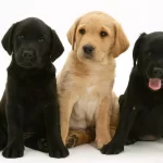 When-Should-I-Start-Training-My-Puppy