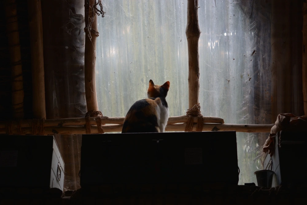 Are Calico Cats Autistic Are Calico Cats Autistic
