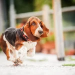 Basset Hound Puppies