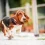 Basset Hound Puppies: The Ultimate Guide for New Owners