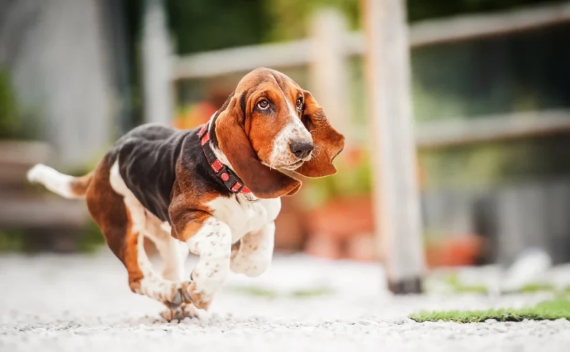 Basset Hound Puppies