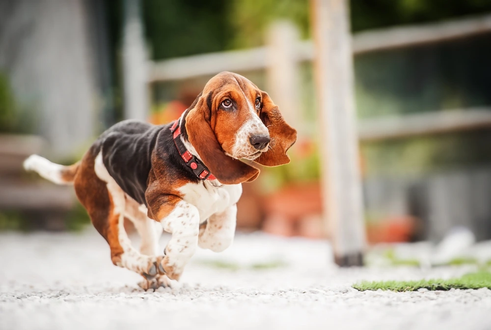Basset Hound Puppies Basset Hound Puppies