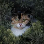 Dark Calico Kitten