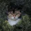 Discovering the Charm of a Dark Calico Kitten