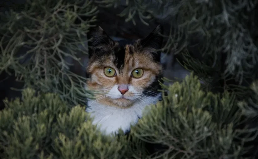 Dark Calico Kitten
