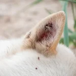 Ear Mites In Dogs