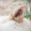 Understanding Ear Mites in Dogs: Causes, Symptoms & Treatments
