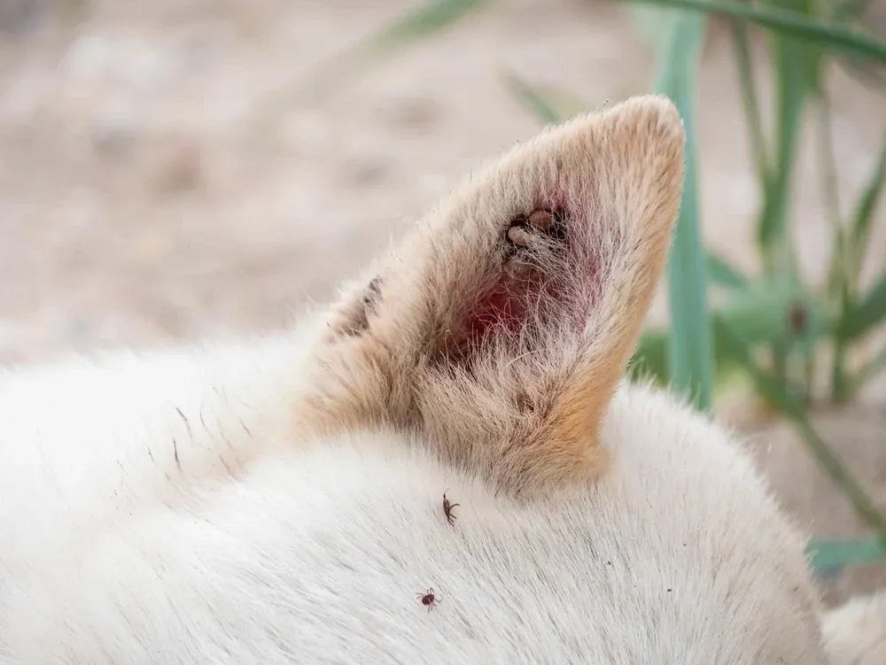 Ear Mites In Dogs Ear Mites In Dogs