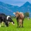 Fascinating Insights: Facts About Cows You Might Not Know