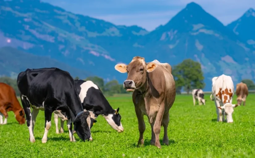 Facts About Cows
