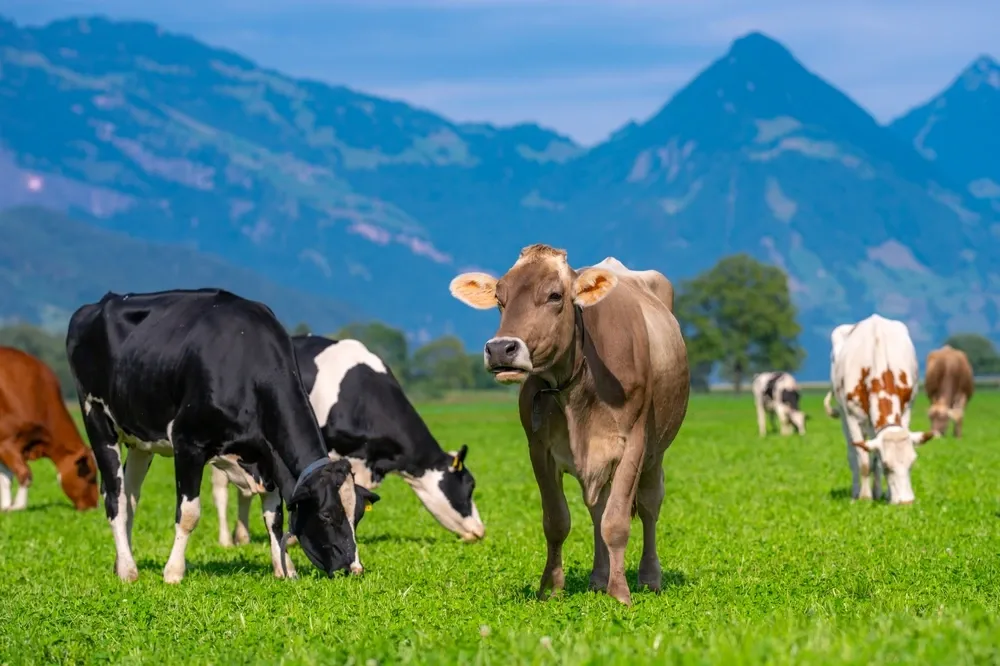 Facts About Cows Facts About Cows