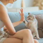 Scottish Fold Cat