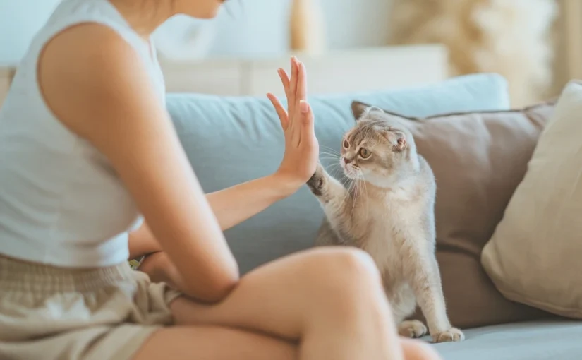 Scottish Fold Cat
