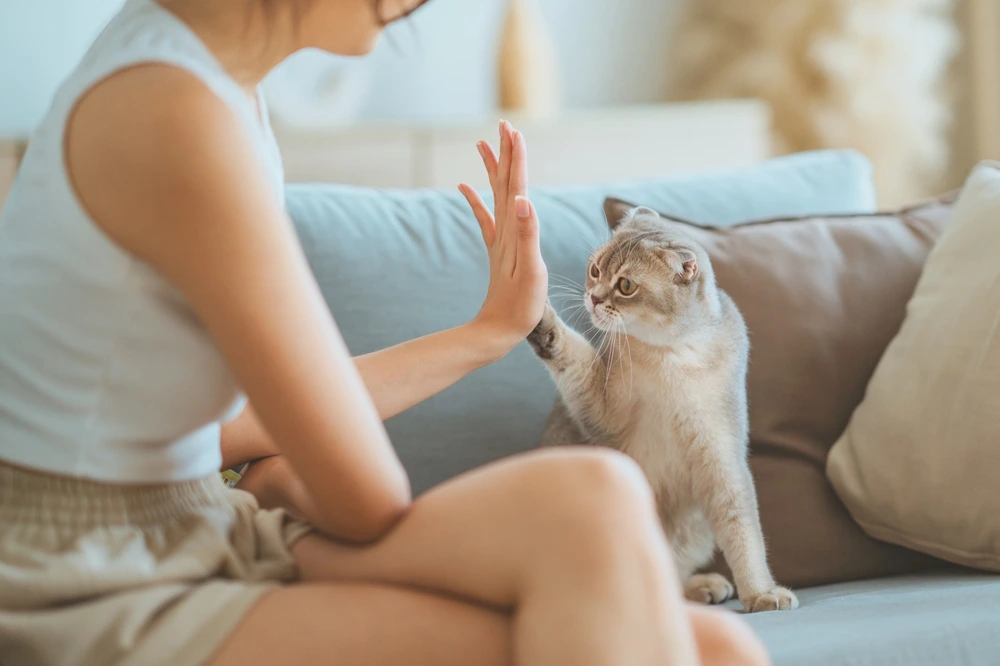 Scottish Fold Cat