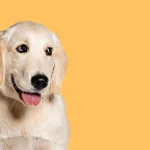 Short Haired Golden Retriever