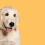 Short Haired Golden Retriever Guide for Dog Lovers