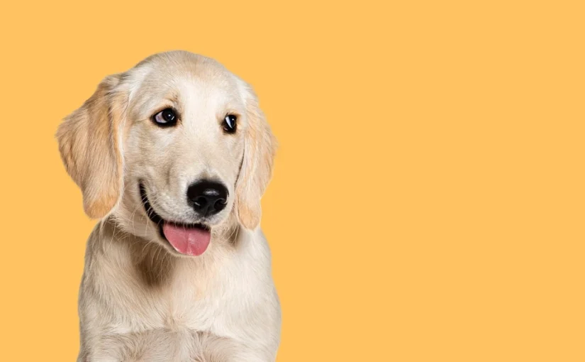 Short Haired Golden Retriever