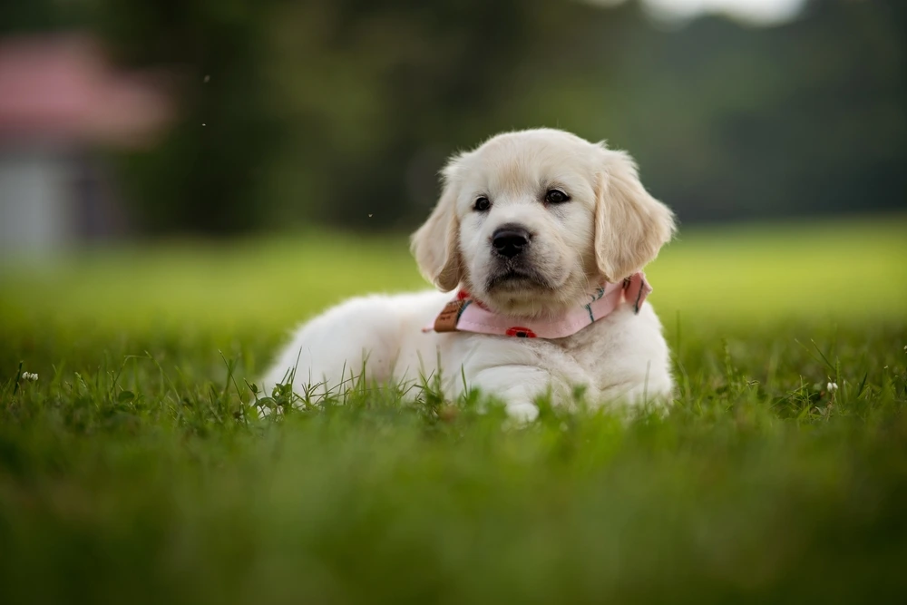 Short Haired Golden Retriever Puppy Short Haired Golden Retriever Puppy